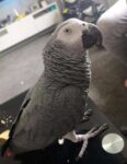 cute-bird-for-sale-in-erie-pa (1)