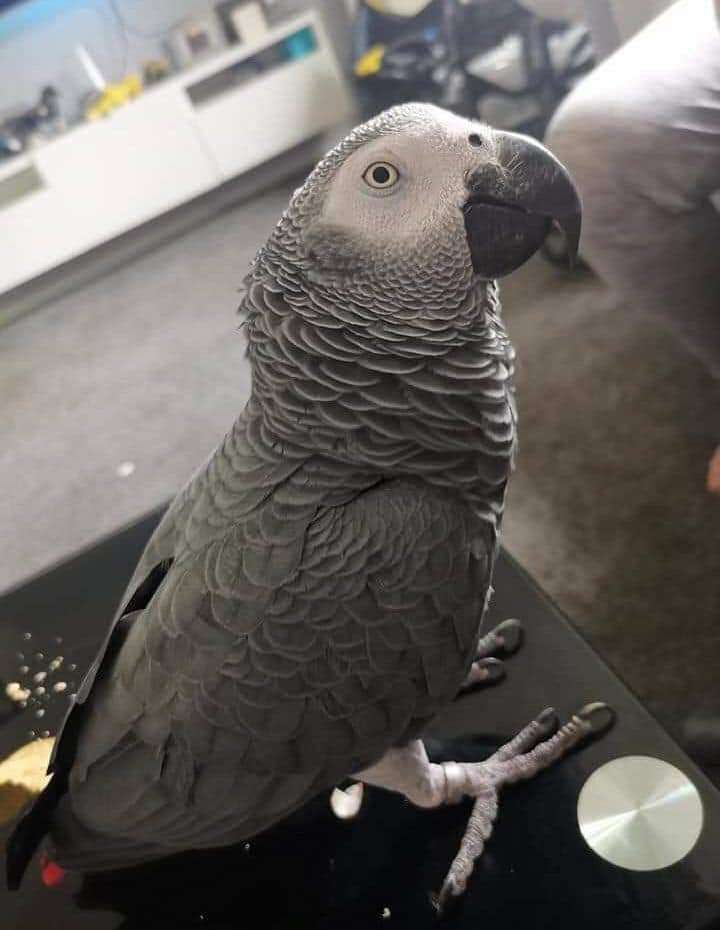 cute-bird-for-sale-in-erie-pa (1)