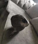 medium-bird-for-sale