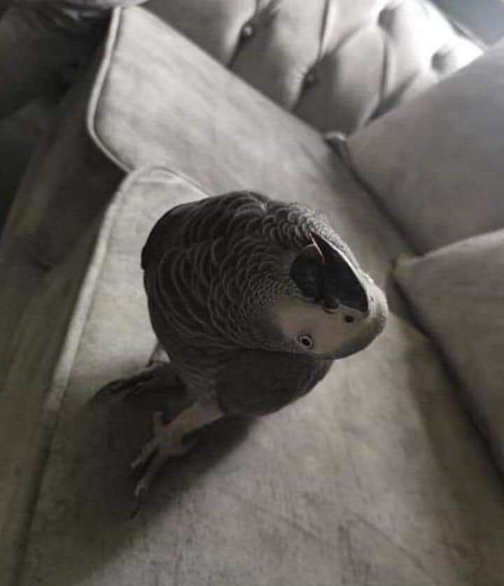 medium-bird-for-sale