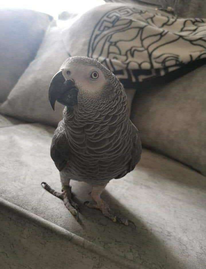 african-grey-parrot-for-sale