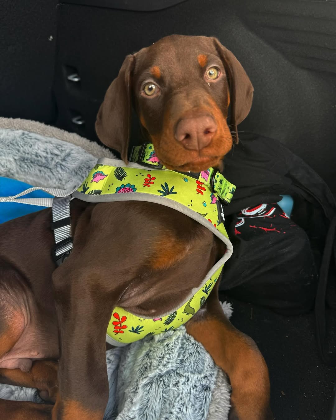 Rolo 1