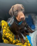 Rolo