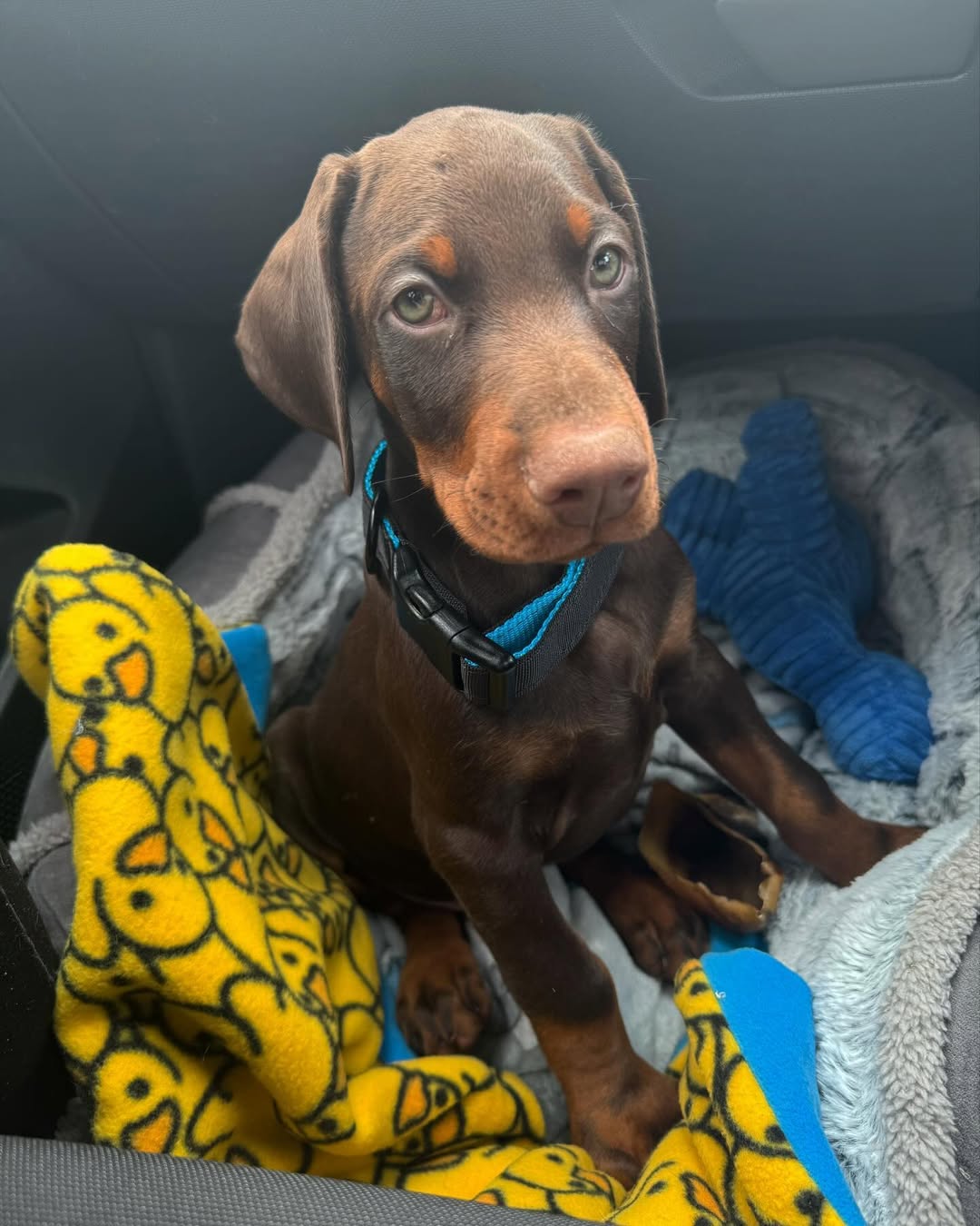 Rolo