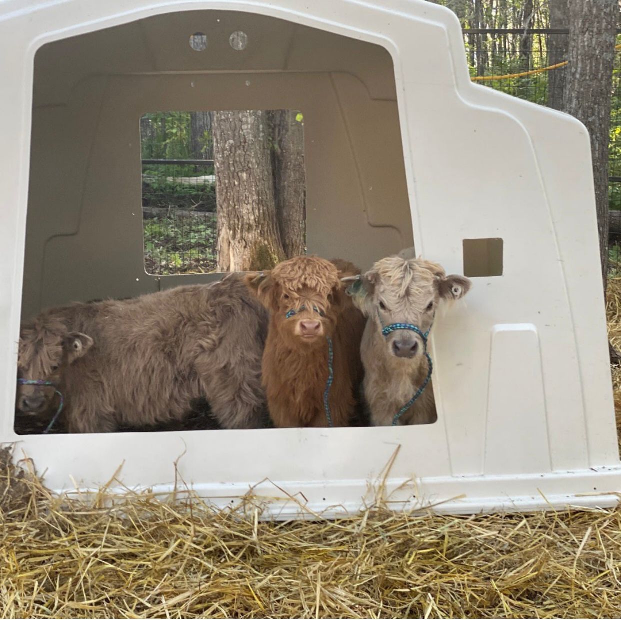 miniature calves 2
