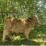 miniature calf8