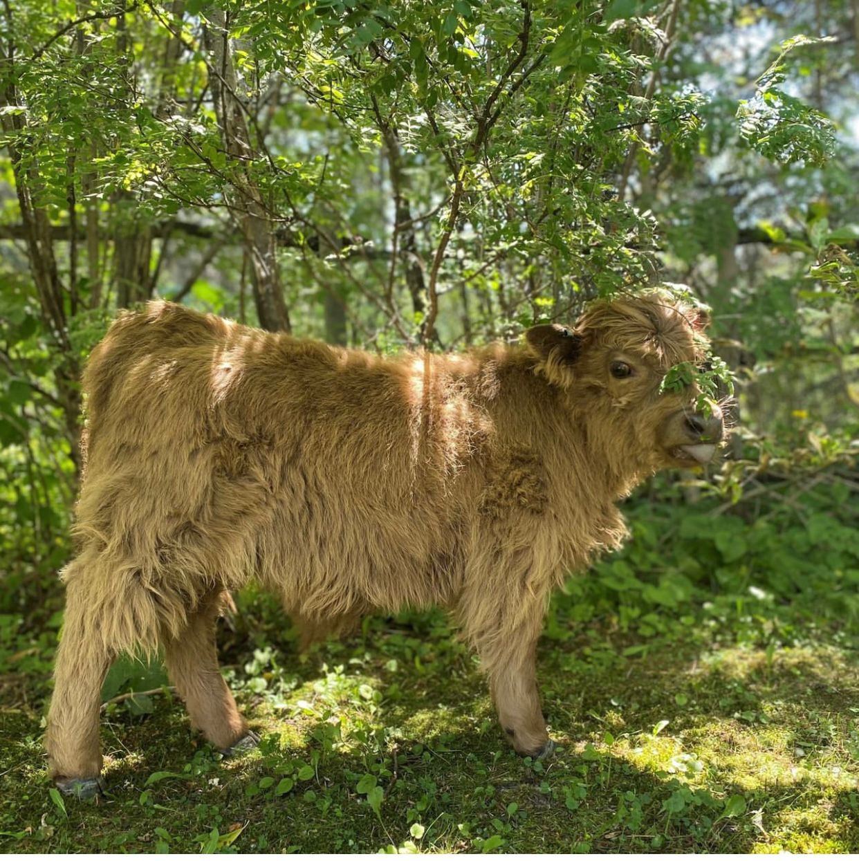 miniature calf8