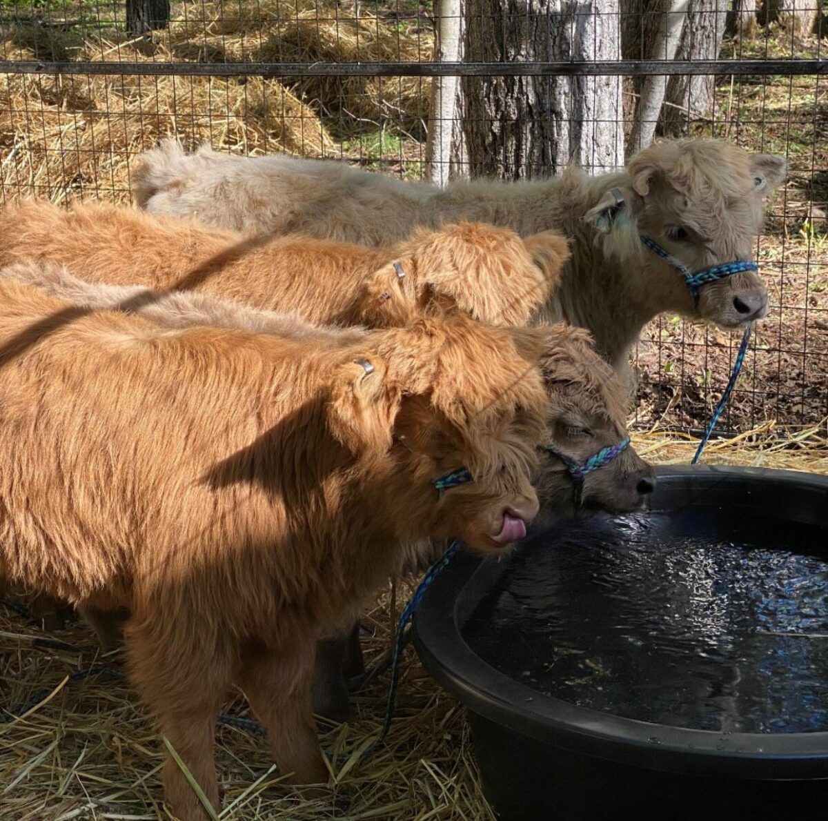 miniature calves