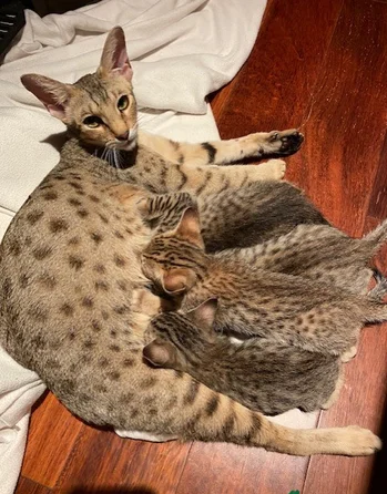 Serval03