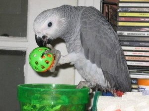 3267797-3262488-macaw
