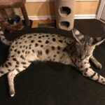 savannah 03