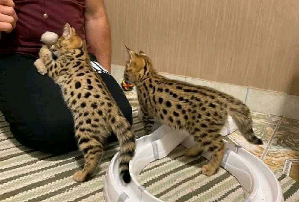 Serval01