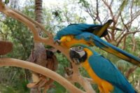 3267797-3262488-macaw