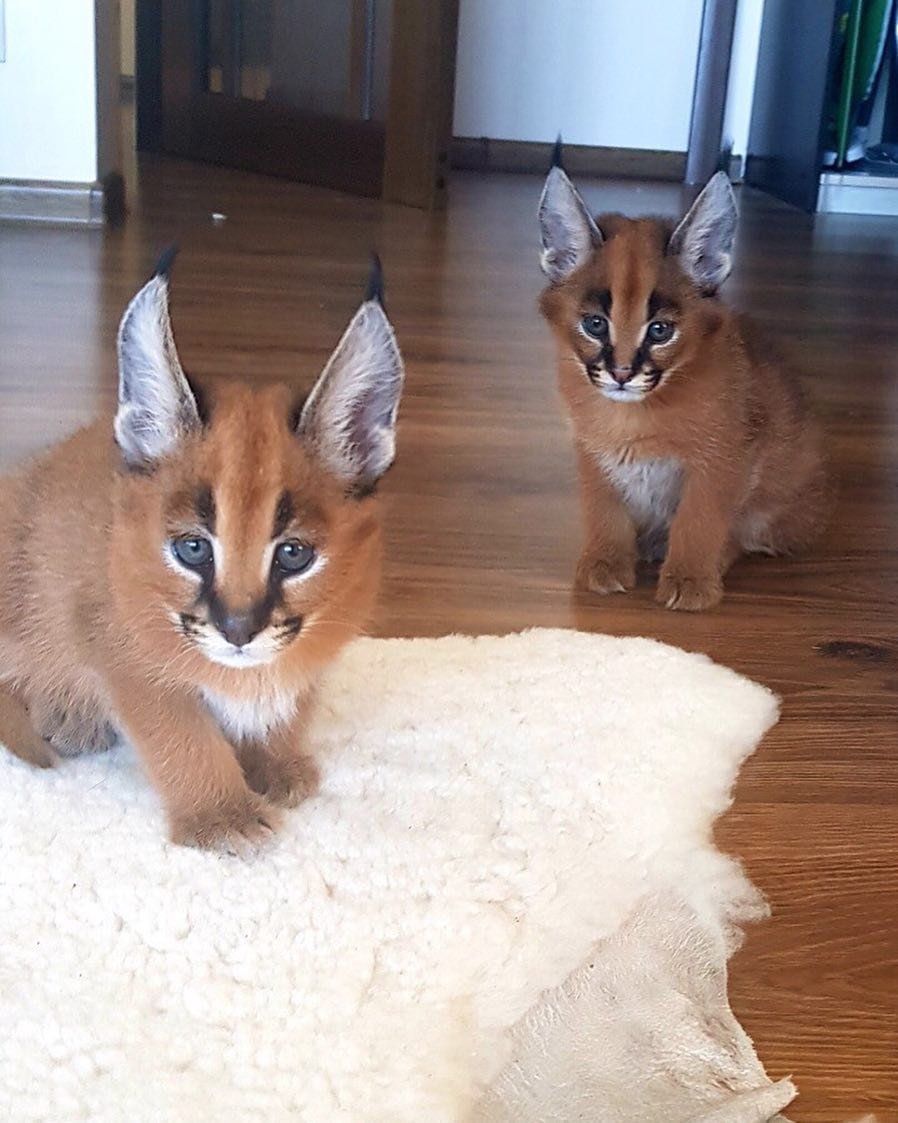 Caracal01