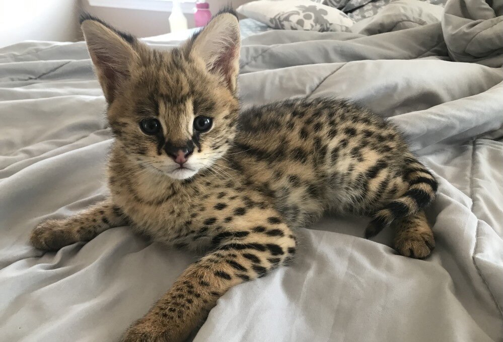 serval00