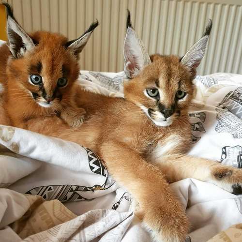 caracal02