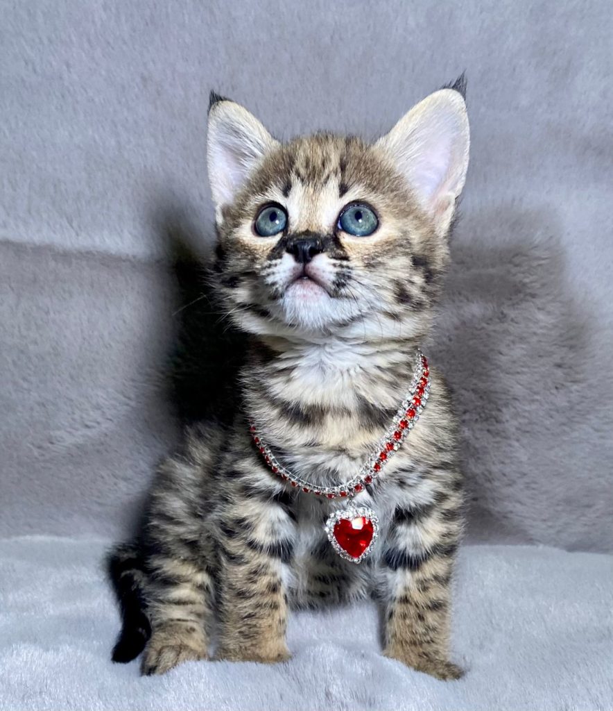 Serval02