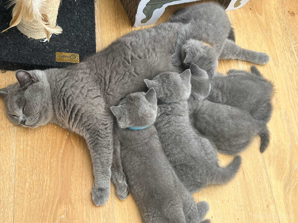 bsh