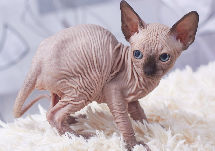 sphynx-kitten