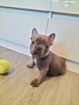french-bulldog-puppies-ready-now-1511398