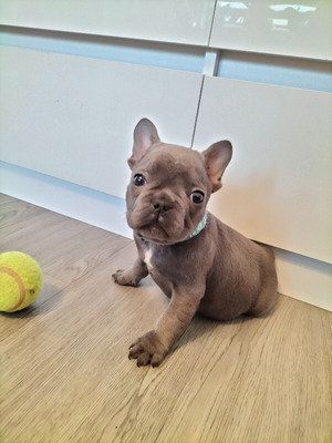 french-bulldog-puppies-ready-now-1511398