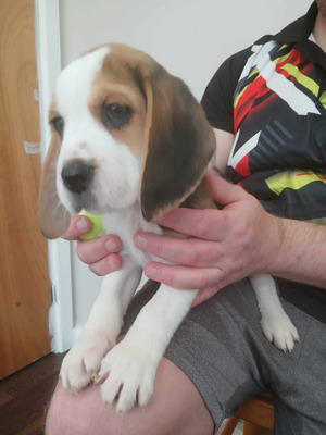 only-1x-male-left-7x-reserved-beagle-puppies-1499626