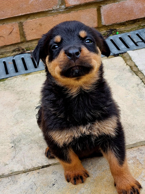 rottweiler-puppies-for-sale-1459034