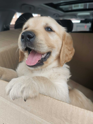 adorable-golden-retriever-puppies-for-sale-1499415