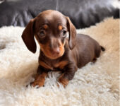 miniature-dachshund-puppies-for-sale-1513549