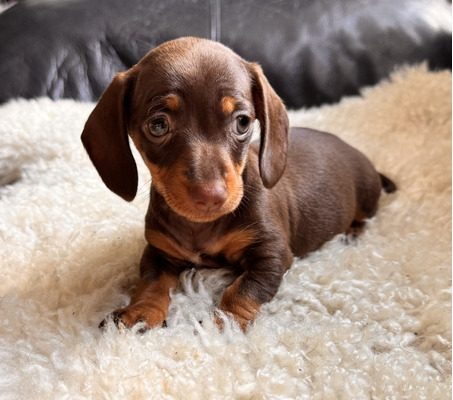 miniature-dachshund-puppies-for-sale-1513549