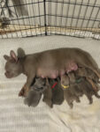 beautiful-french-bulldog-puppies-for-sale-1513144