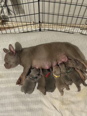 beautiful-french-bulldog-puppies-for-sale-1513144