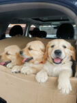 adorable-golden-retriever-puppies-for-sale-1499416