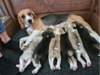 beautiful-healthy-beagle-puppies-for-sale-1443537