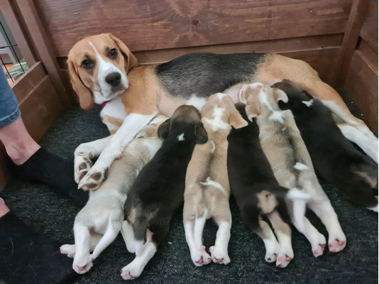 beautiful-healthy-beagle-puppies-for-sale-1443537