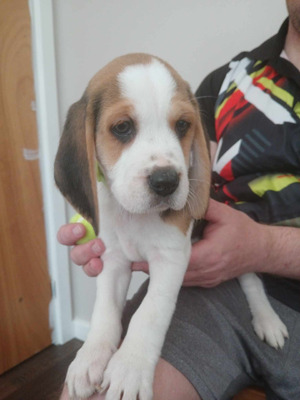 only-1x-male-left-7x-reserved-beagle-puppies-1499627