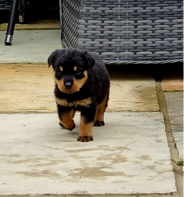 rottweiler-puppies-for-sale-1459035