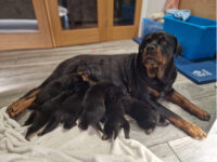 rottweiler-puppies-for-sale-1459040