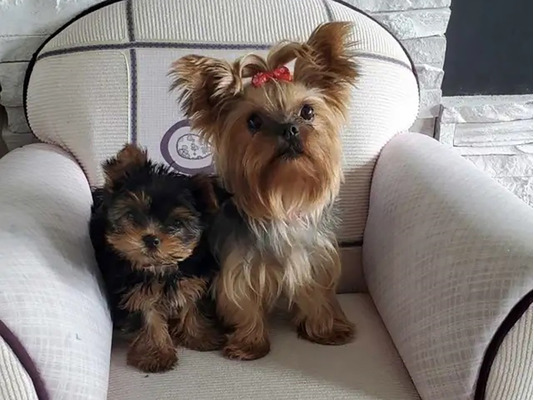 yorkshire-terrier-pure-bred-puppies-for-sale-1510632