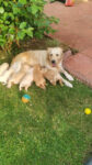 adorable-golden-retriever-puppies-for-sale-1499414