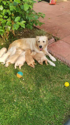 adorable-golden-retriever-puppies-for-sale-1499414