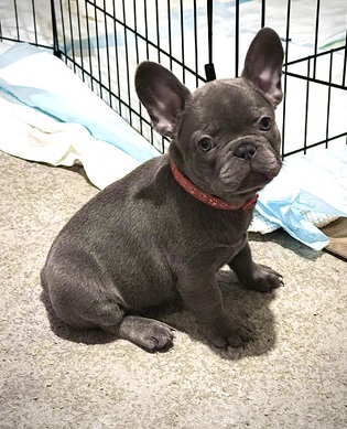beautiful-french-bulldog-puppies-for-sale-1513139