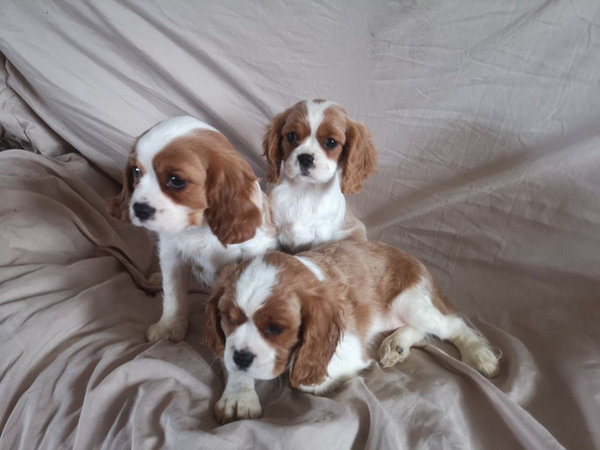 two-cavalier-king-charles-puppies-available