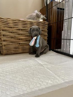 kc-blue-silver-weimaraner-1233485