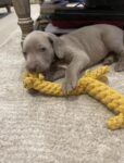 kc-blue-silver-weimaraner-1233486