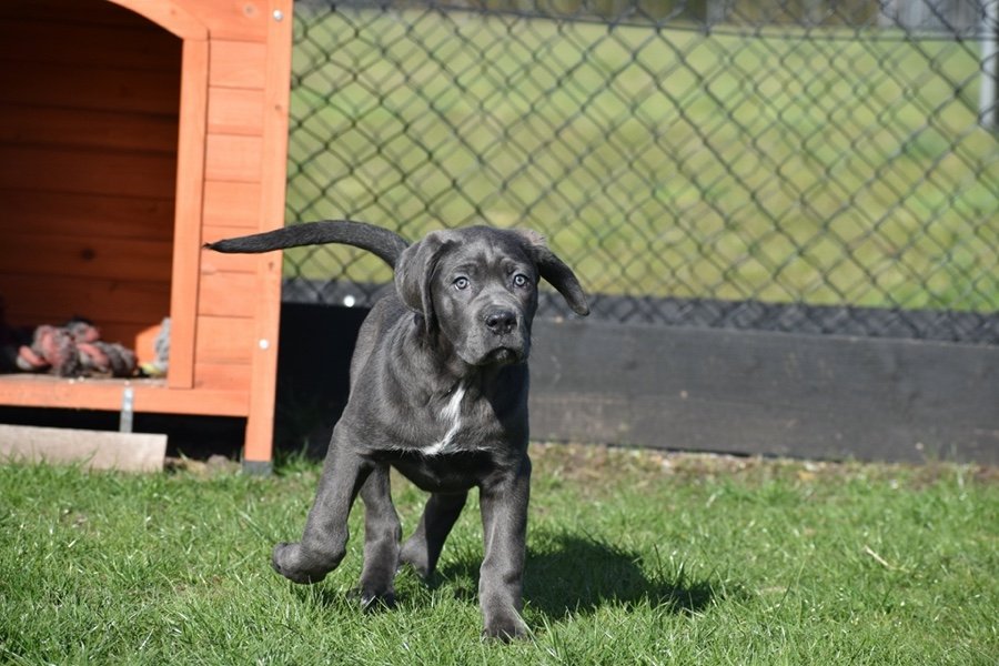 Cane carso (4)