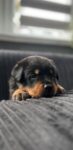 rottweiler-puppies-for-sale-1518580