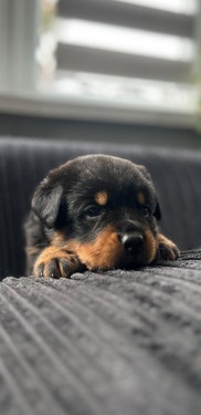 rottweiler-puppies-for-sale-1518580