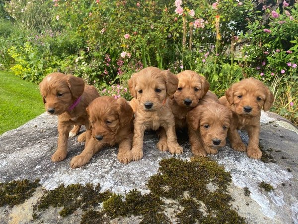 cockapoo-puppy-s