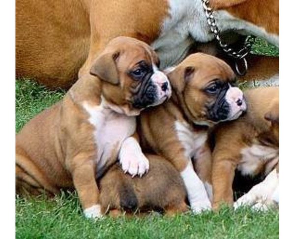 cute-boxer-puppies